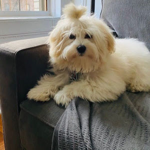 Meet your Posher, Elizabeth